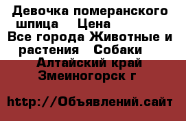 Девочка померанского шпица. › Цена ­ 40 000 - Все города Животные и растения » Собаки   . Алтайский край,Змеиногорск г.